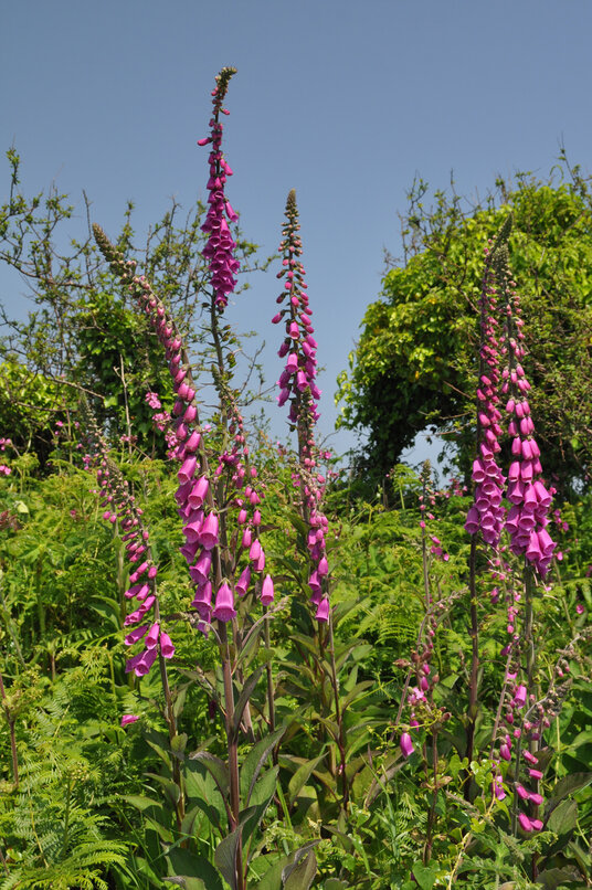 Foxgloves on the track to Porthkerris