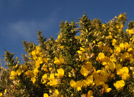 Gorse beside the coast path