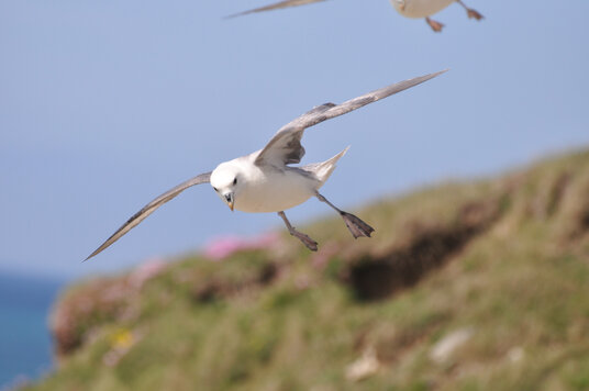 Fulmar beside the coast path