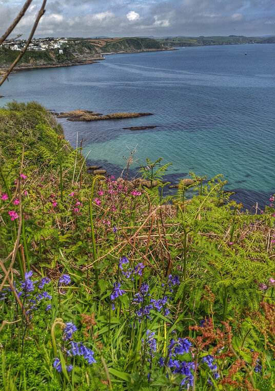 Coastal bluebells at Portmellon