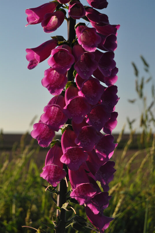 Foxglove beside the lane