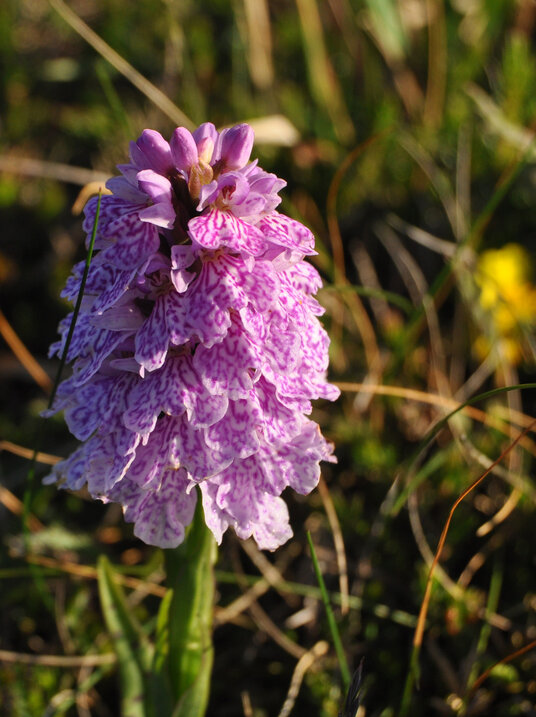Heath Spotted Orchid by the coast path