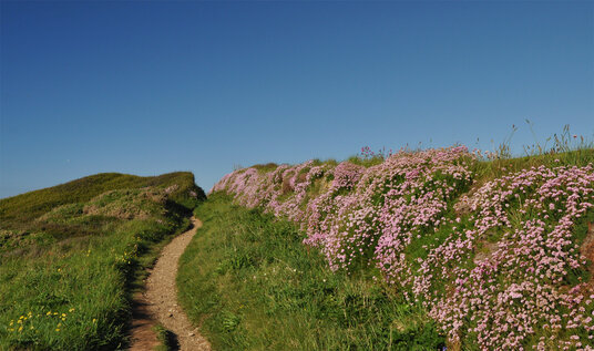 Thrift along the coast path