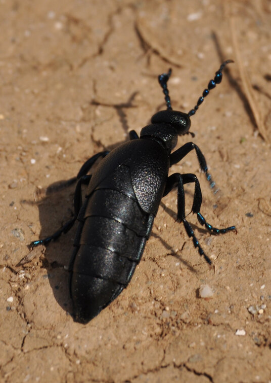 Beetle at Portscatho
