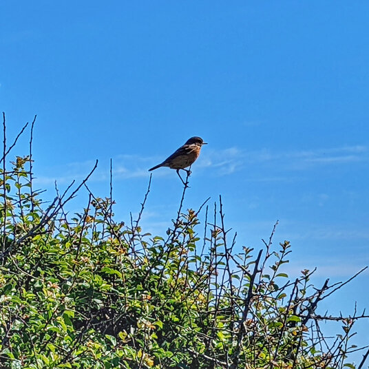 Stonechat