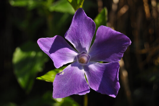 Periwinkle flower at Portwrinkle