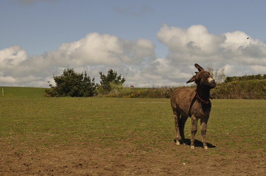 Donkey at Poundstock