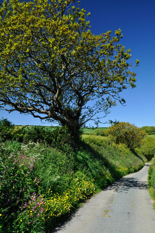 Lane from Poundstock