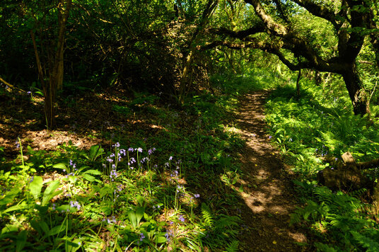 Woods on the way to Millook