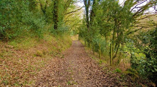 Track from Poundstock to Millook