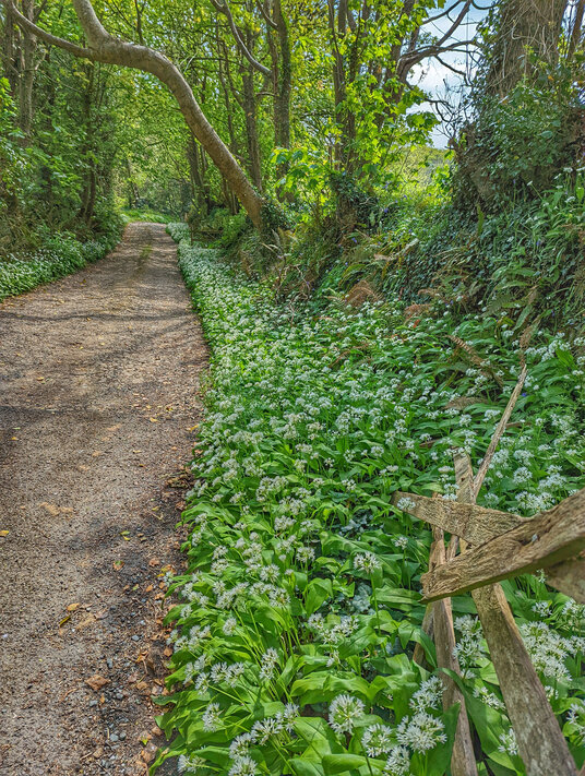 Wild garlic at Poundstock