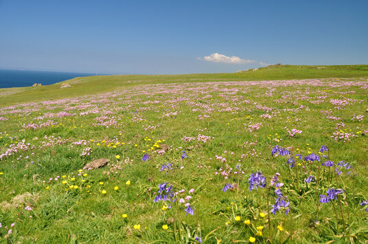 Wildflowers on Predannack Head