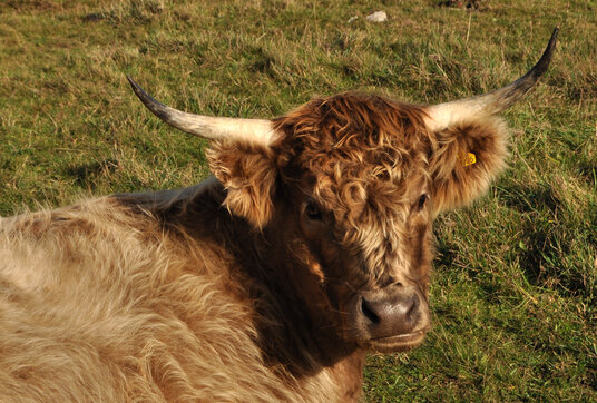Coastal grazing at Predannack