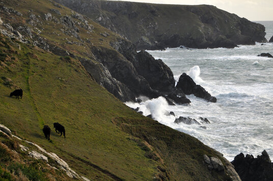 Coastline near Kynance Cove