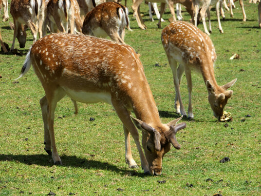 Deer at Prideaux Place