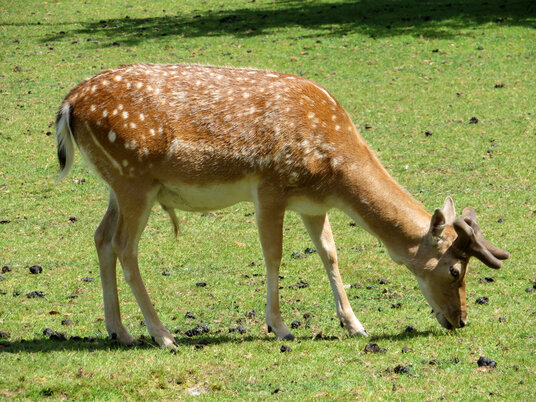 A deer at Prideaux Place