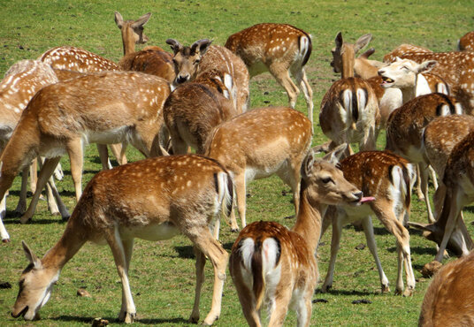 Feeding deer at Prideaux Place