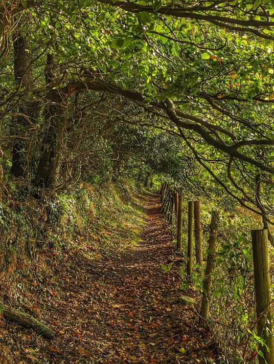 Footpath to Prideaux Wood