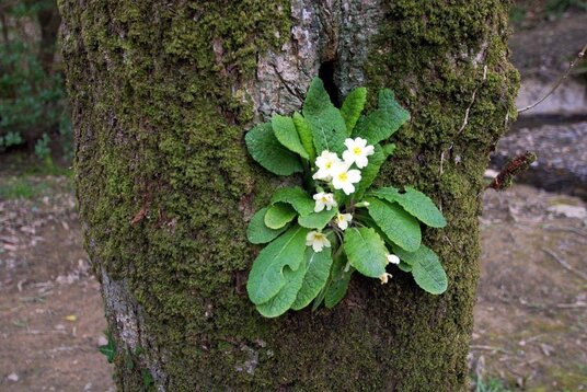 Primrose rooted in a tree in the Ludon valley