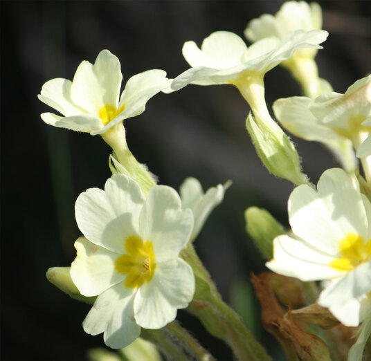 Primroses at Lundy Bay