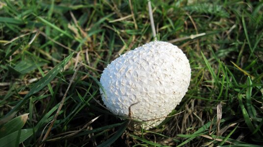 Puffball beside the Coast Path