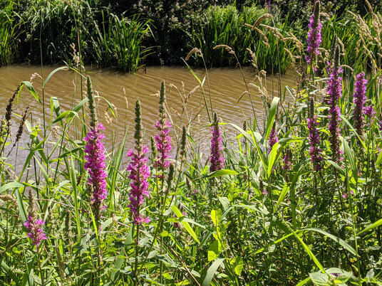 Purple Loosestrife