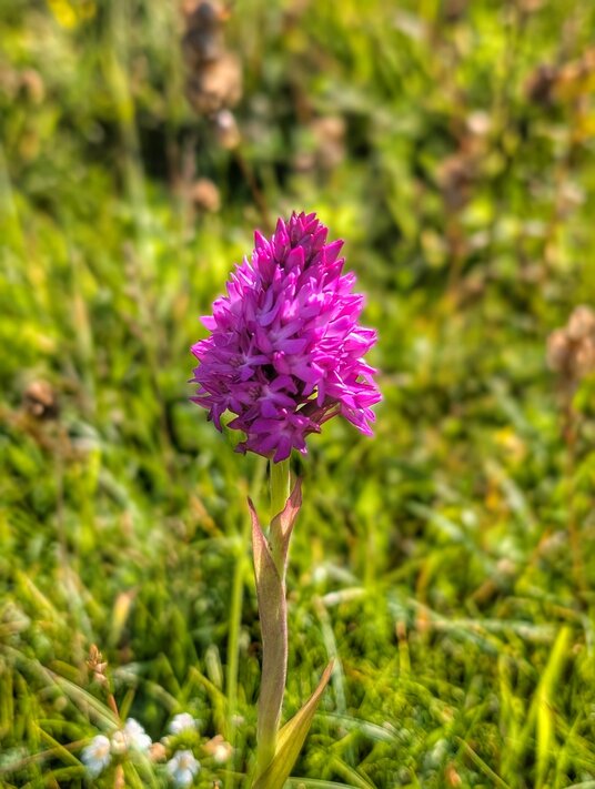Pyramidal Orchid