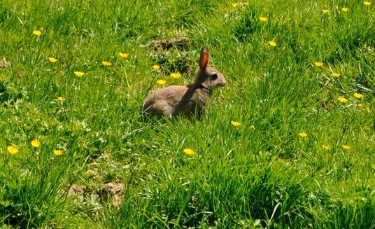 Rabbit near Laneast