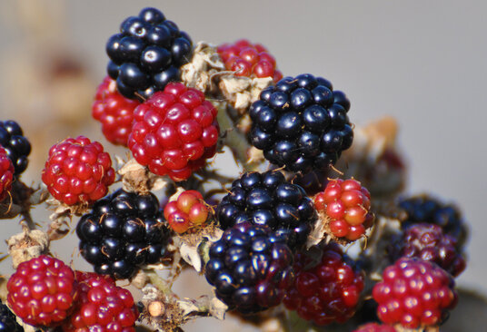 Blackberries beside the coast path
