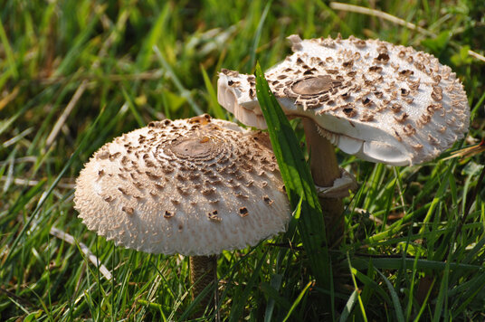 Parasol mushrooms