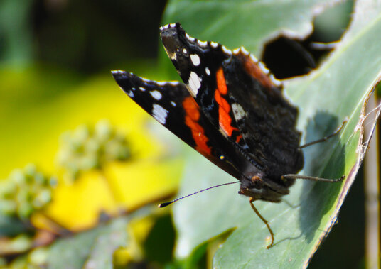 Red Admiral on the coast path