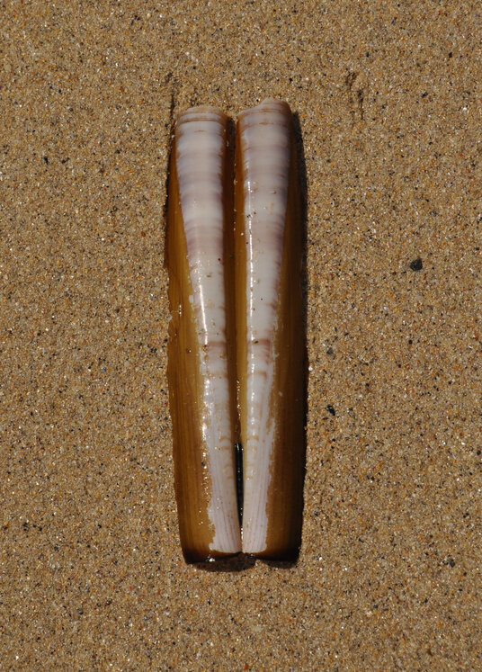 Razor shell on Carbis Beach