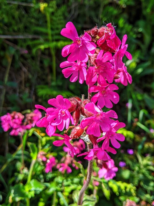 Red Campion