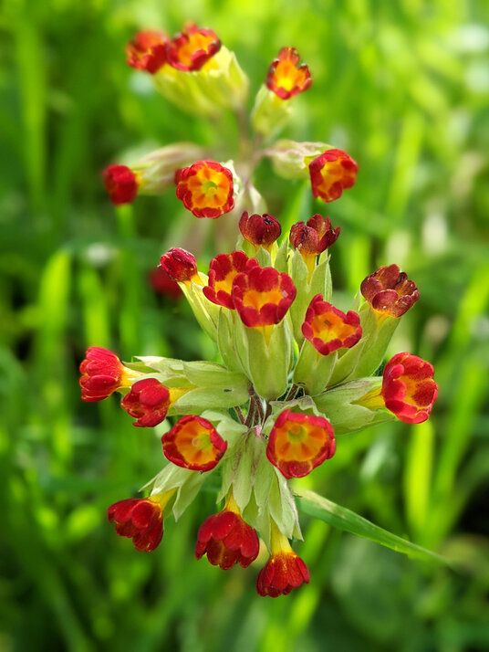 Red cowslip