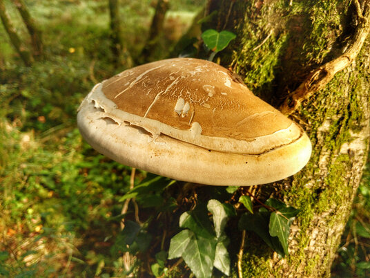 Bracket Fungi at Red Moor