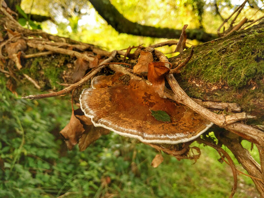 Bracket fungus