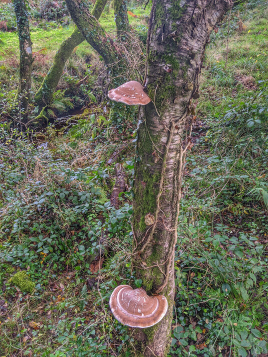 Bracket fungus