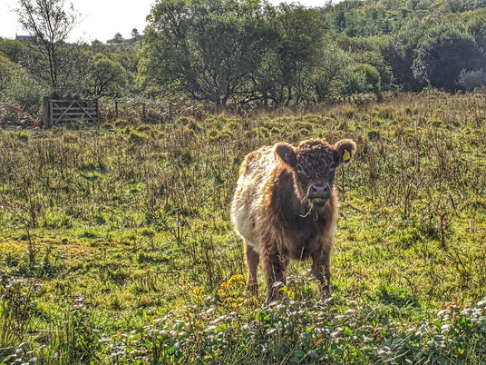 Red Moor cow