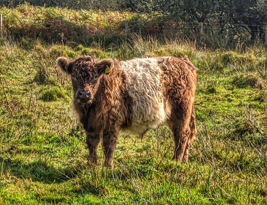 Red Moor cow