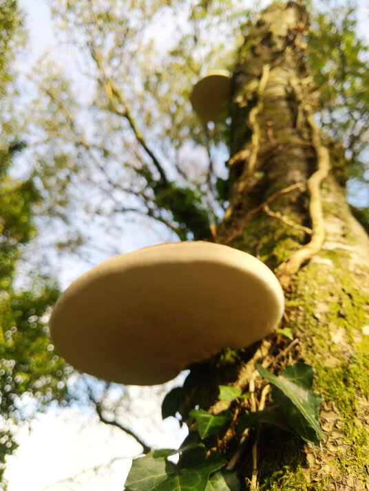Bracket fungi at Red Moor