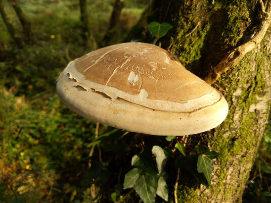 Bracket fungi at Red Moor