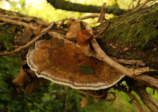 Bracket fungi at Red Moor