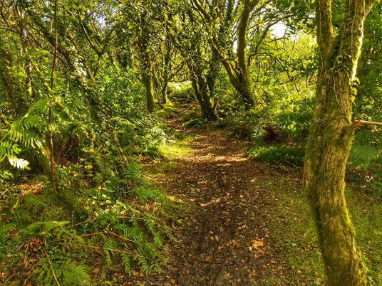 Path through Red Moor