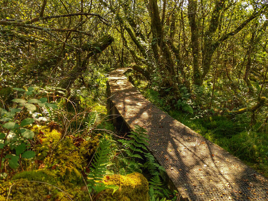 Walkway on Red Moor