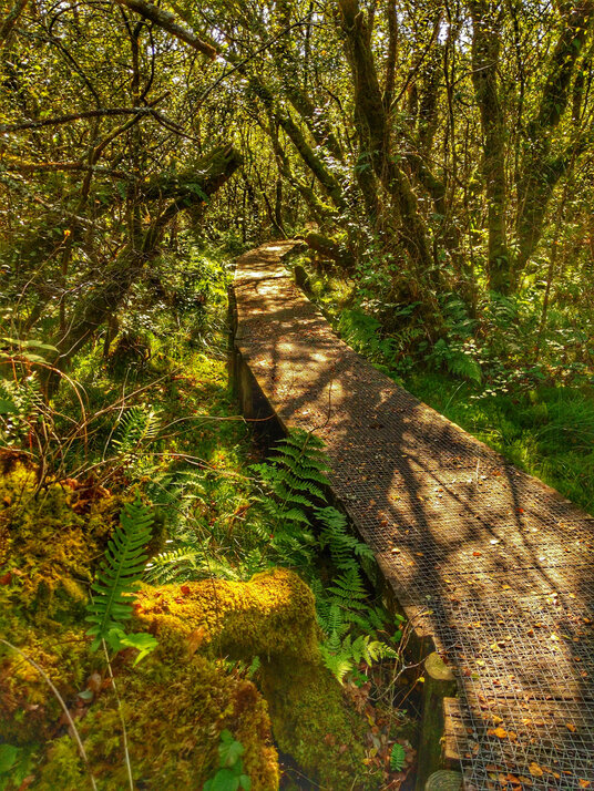 Wooden walkway at Red Moor