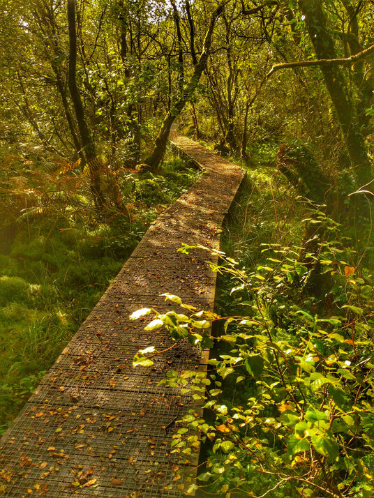 Walkway through Red Moor