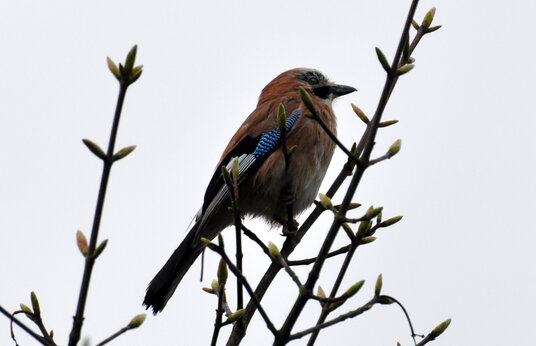 Jay in the nature reserve