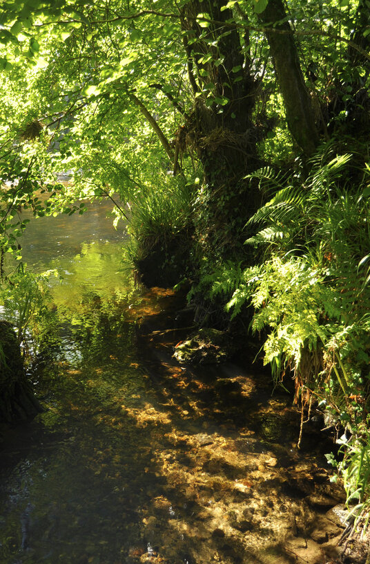 Brook joining the River Fowey