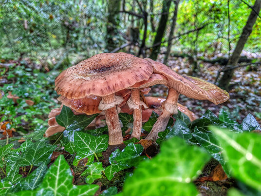 Fungi in the woods at Respryn
