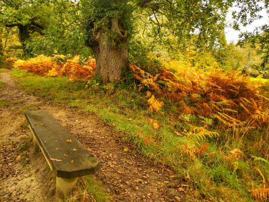 Woods at Respryn in autumn